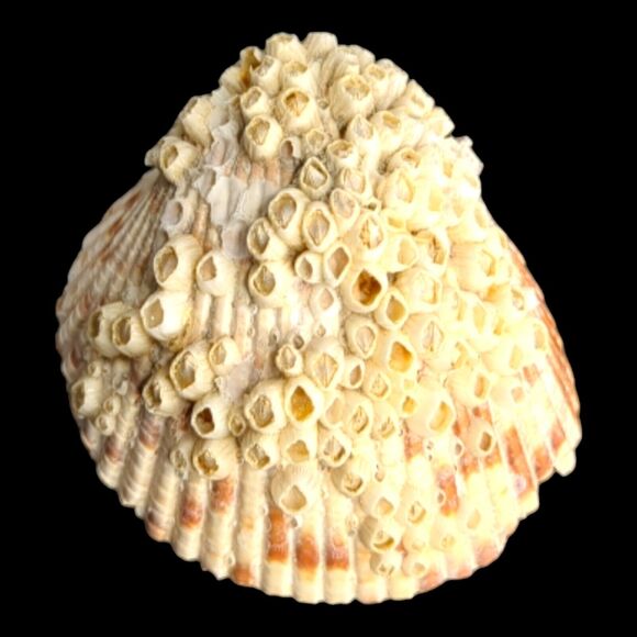 Lot 9 Atlantic Giant Cockle Shells Dinocardium Vobustum Nautical Seashells Beach - Picture 12 of 16